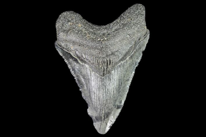 Juvenile Megalodon Tooth - Georgia #111624